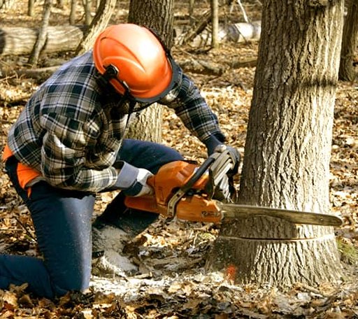 Tree Removal in Morgantown, IN